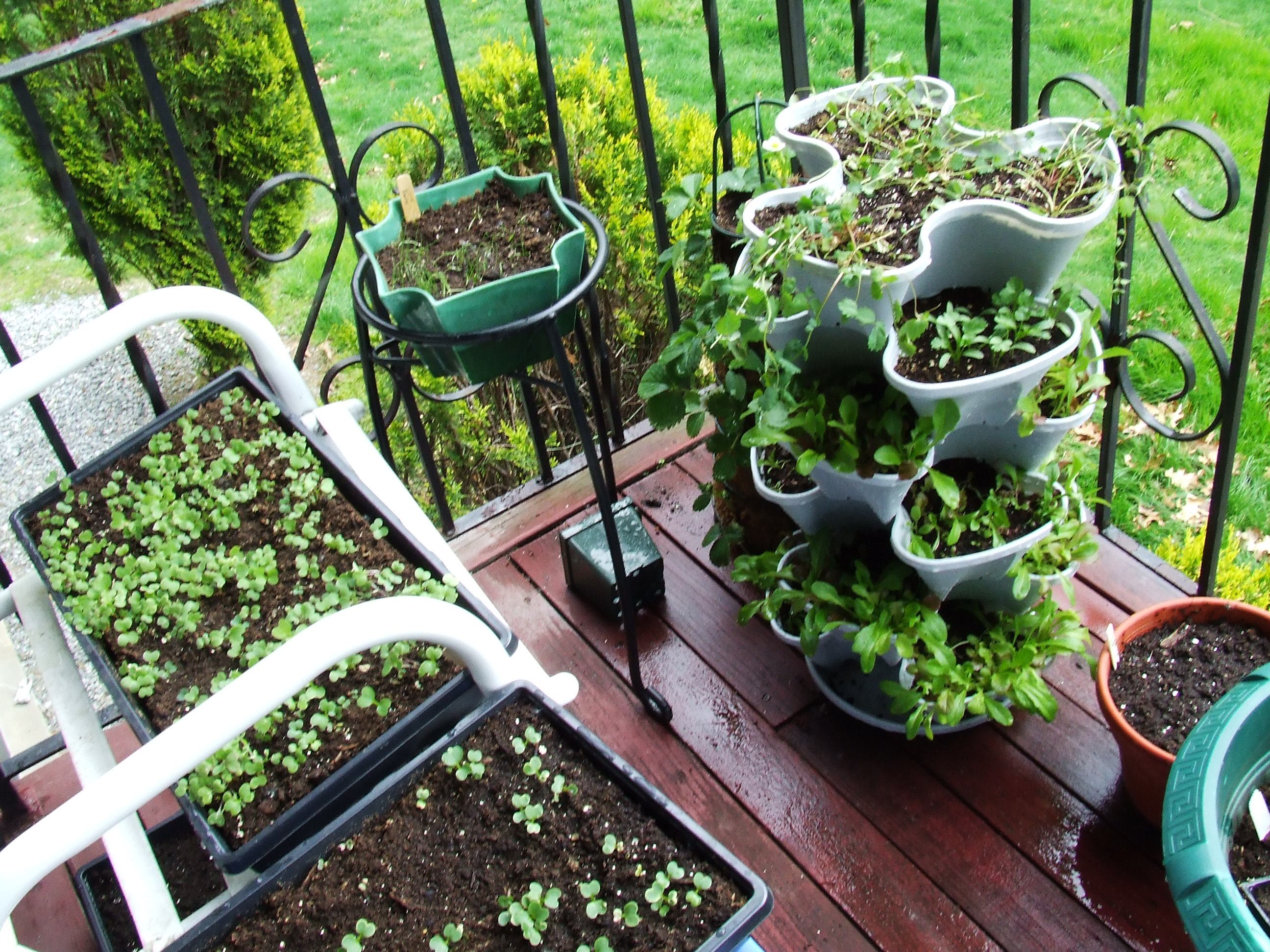 Good-balcony-vegetable-garden