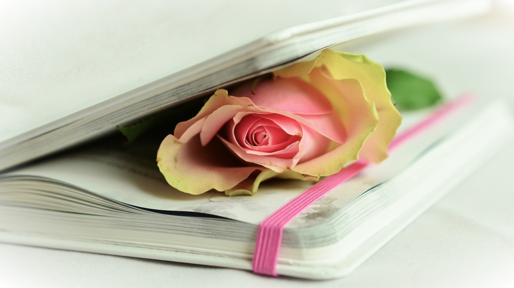 rose-764267_1920