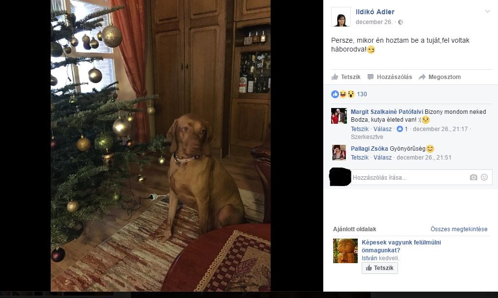 Vizsla és karácsonyfa