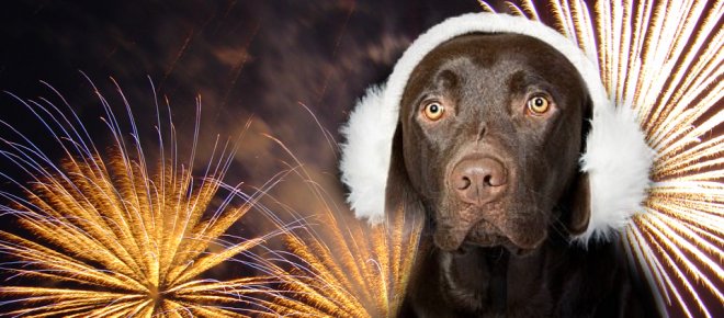 l_hu_dog-fireworks-4